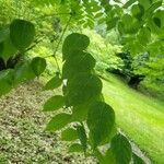 Gymnocladus dioicus Leaf