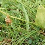 Ophioglossum vulgatum Leaf