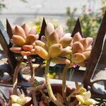 Graptopetalum mendozaeList