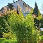 Miscanthus sinensis葉