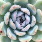 Echeveria colorata Leaf