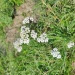 Achillea nobilisFlor