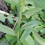 Erigeron strigosus पत्ता