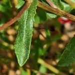 Grindelia squarrosa Лист