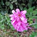 Francoa appendiculata Λουλούδι