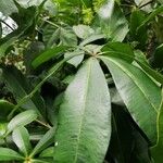 Alstonia congensis Folha