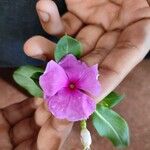 Catharanthus roseusVirág