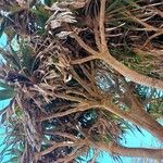 Pandanus utilis Rinde