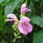 Canavalia rosea Flower