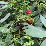 Tropaeolum pentaphyllum Flor