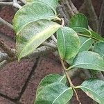 Cryptostegia madagascariensis Leaf