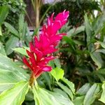 Alpinia purpurata Blüte