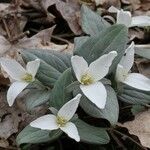 Trillium nivale Staniste