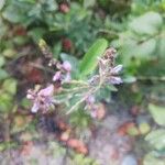 Desmodium canadense Çiçek