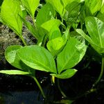 Menyanthes trifoliata Habitus