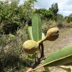 Acropogon schistophilus Fruit