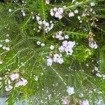 Thryptomene