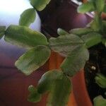 Schlumbergera bridgesii Fulla