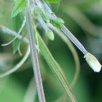 Epilobium roseum Flors