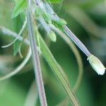 Epilobium roseum Цвят