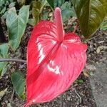 Anthurium scherzerianumЦветок