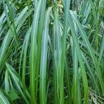 Miscanthus sinensisBlad