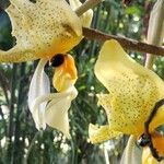 Stanhopea wardii 花