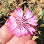 Palafoxia hookeriana Flor
