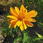Heliopsis helianthoides Fiore