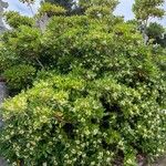 Pittosporum tobiraLeaf