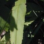 Penstemon calycosus برگ