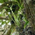 Polystachya cultriformis Цвят