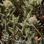 Teucrium rouyanum Habitat