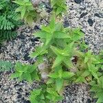 Monarda fistulosa Habit