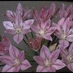 Allium unifolium Máis