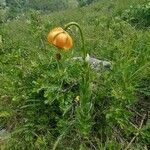 Lilium carniolicum Bloem