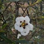 Cistus x stenophyllus Fleur