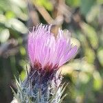 Tyrimnus leucographus Flower