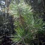 Pinus arizonica आदत