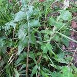 Cichorium intybus Blad