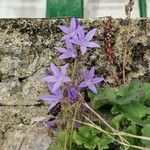 Campanula garganica ফুল