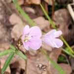 Cardamine nuttalliiFlower