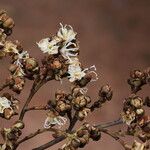 Julbernardia globiflora Floro