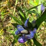 Gentiana andrewsii ফুল