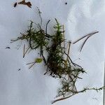 Selaginella selaginoidesЦвят