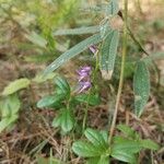 Hemipilia cucullata Blüte