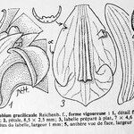 Dendrobium gracilicaule ᱮᱴᱟᱜ