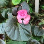Begonia cucullata cv. 'Doublet Rose Pink' Frukt