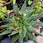 Aloe aristataLeaf