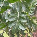 Sophora secundiflora Blatt